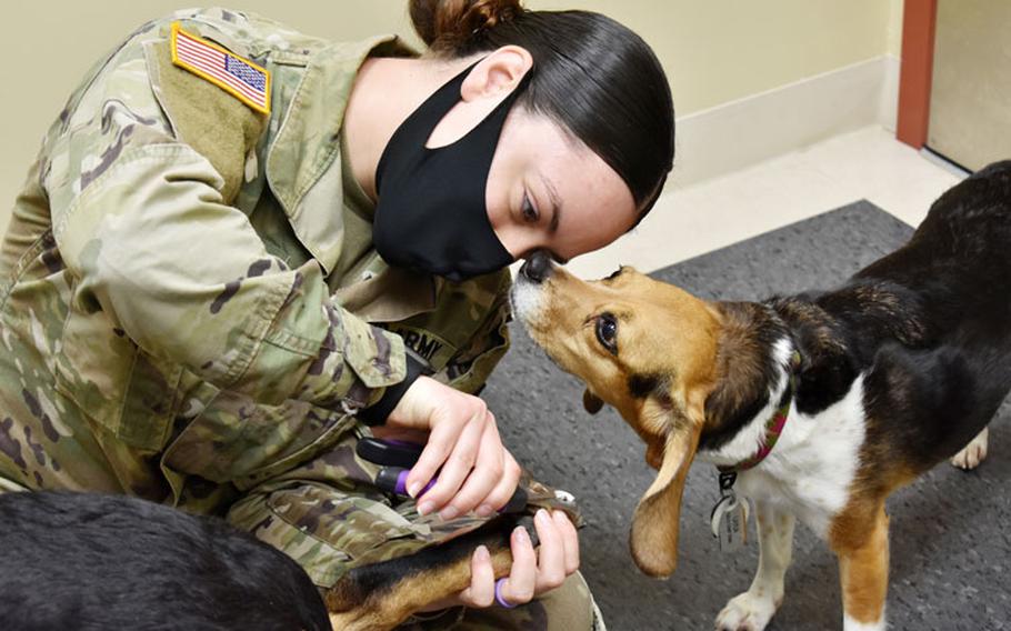 Layla, a beagle, sniffs Spc. Stacey Martin, noncommissioned officer in charge of the Camp Zama Veterinary Treatment Facility, as she clips the nails of Roxy, a shepherd mix, during an appointment at the facility at Camp Zama, Japan, Aug. 25. (Photo Credit: Winifred Brown)