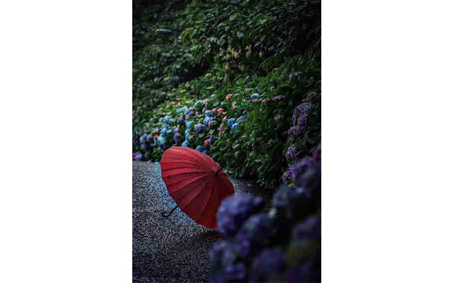 an umbrella on the ground and hydrangeas