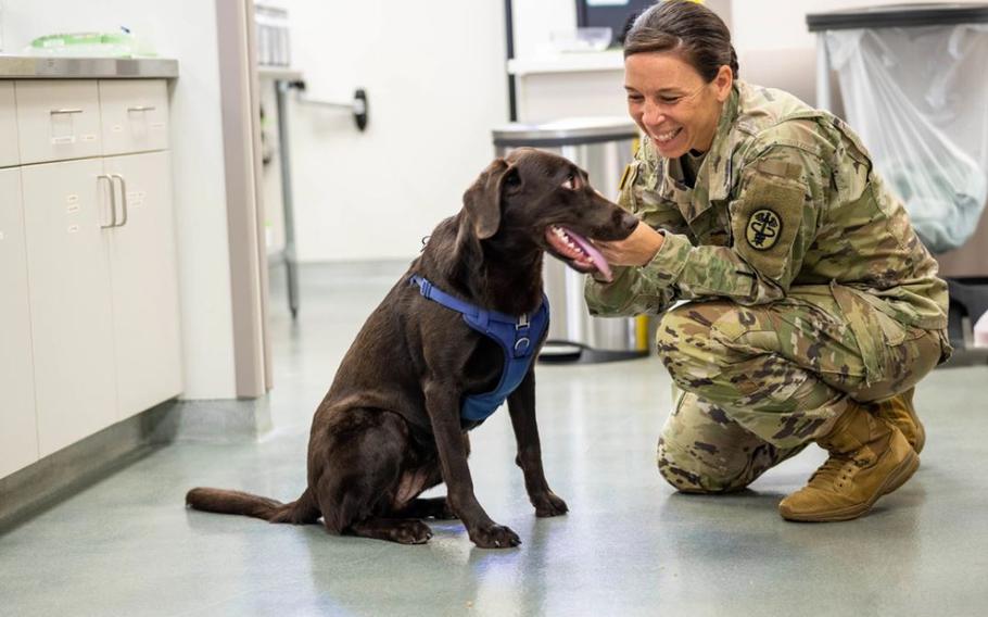 Dr. (Maj.) Meghan Louis, Director of Veterinary Services at Public Health Command-Pacific, greets chocolate lab Sadie, prior to her appointment at Fort Shafter Veterinary Treatment Facility. (U.S. Army Kathryne Gest)