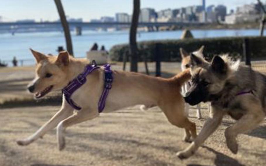 Meet Tobi, Kuma and Bee—the resident Buddies staff!