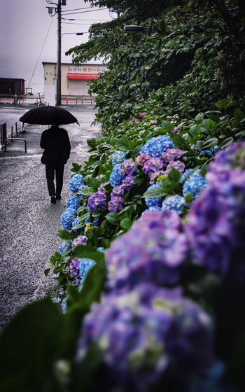 a man using an umbrella and hydrangeas on the side walk. 