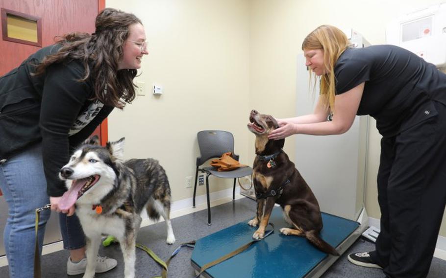 Bre Pittman, left, watches Alexandra Bonak, an animal health assistant, examine her dog, Adria, during an appointment at the Camp Zama Veterinary Treatment Facility in Japan, Nov. 20, 2023.