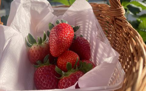 Photo Of Strawberries