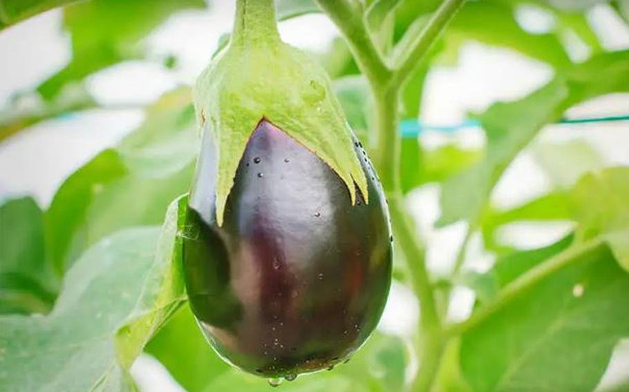 Eggplant