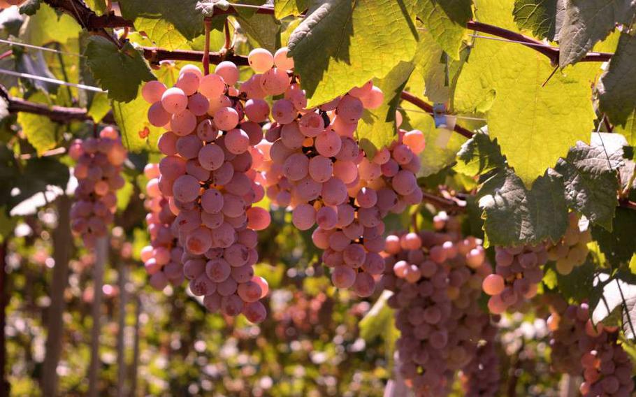 Grape that has grown steadily in Yamanashi, Japan.