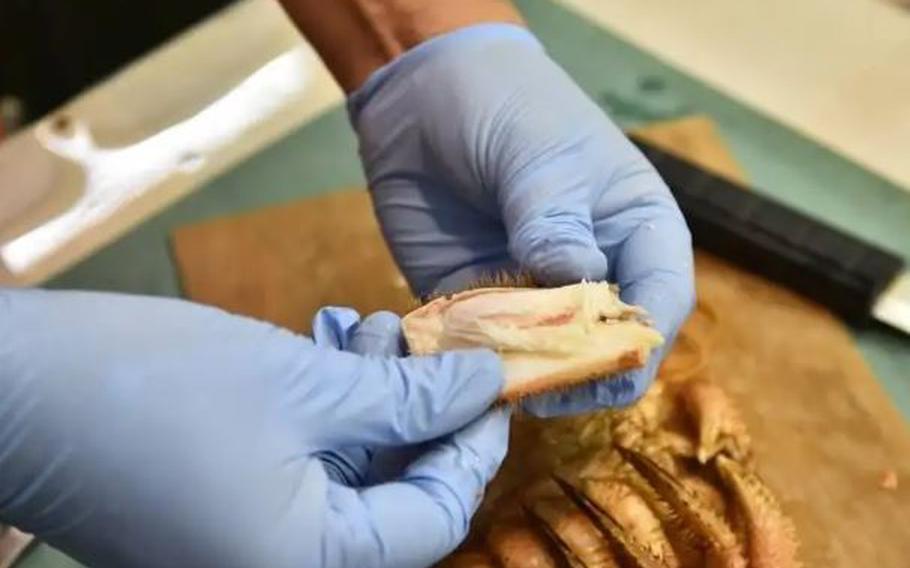 Open the cut shell with your fingers, and the meat will be easy to pull out. For the thinner legs with claws, cut them open in a similar way, then remove the claws to pick out the meat to eat it more easily.