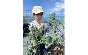 a girl picking blueberry