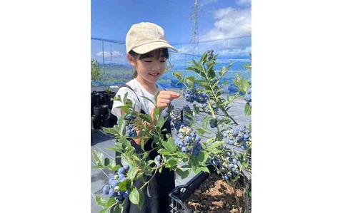 Marie’s Farm: All-you-can eat blueberry picking in Uonuma