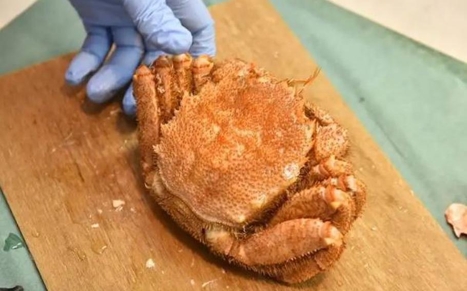 hairy crab