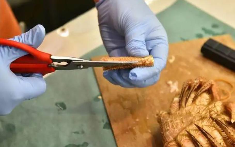 Insert the scissors through the cut, and cut along the hairy shell.