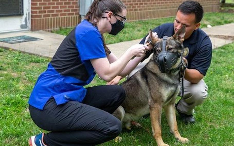 U.S. Army Capt. Rebecca Reed, officer in charge, Fort Belvoir Veterinary Medical Center, conducts a physical exam of Peti, a military working dog, while Eduardo Vazquez, K-9 handler, Provost Marshal Office, Security Battalion, holds him still at the Veterinary Medical Center on Fort Belvoir, Virginia, April 25, 2022. (Photo: Lance Cpl. Kayla LaMar)