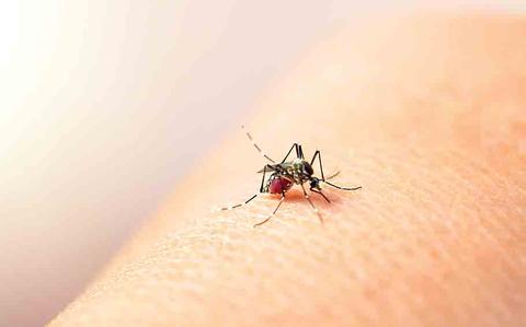 Photo Of mosquito