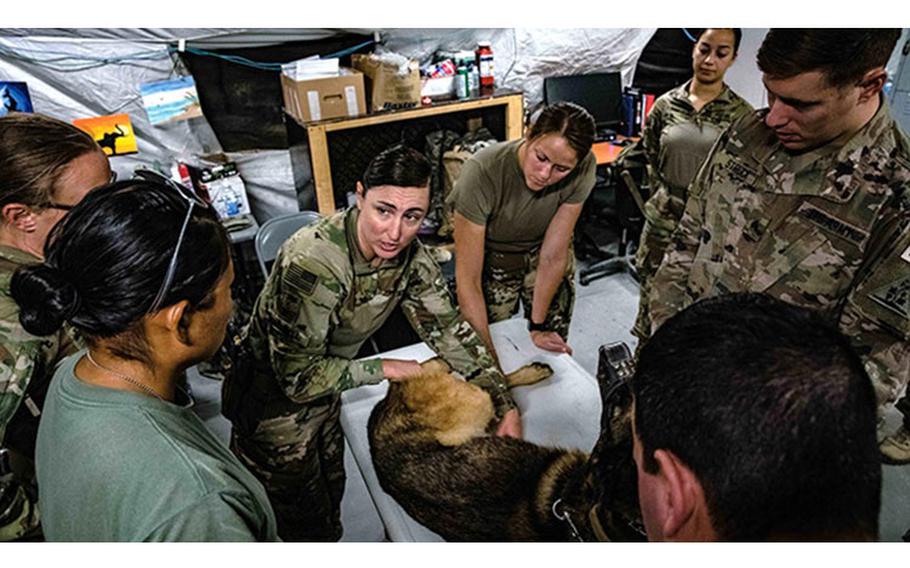 U.S. Army Maj. Tiffany Kimbrell, assigned to the 949th Medical Detachment, gives a brief during a veterinary class at Al Asad Air Base, Iraq on Aug.11, 2020. A Military Working Dog Trauma Registry was launched by the Department of Defense to track MWD casualty care epidemiology, treatment, diagnostics, and outcomes to improve care. Photo by U.S. Air Force Senior Airman Calabro