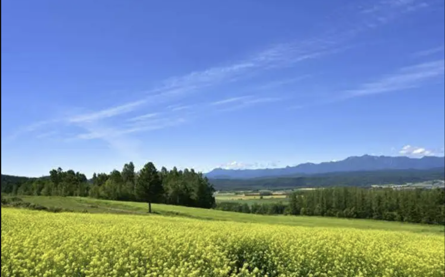 A beautiful scenery of Kigarashi field can be seen during mid-August every year.