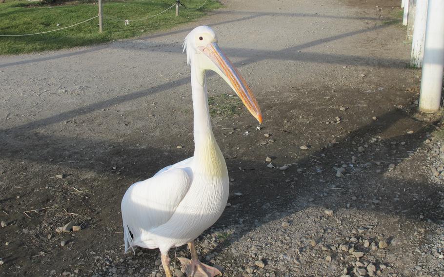 A pelican on the road.