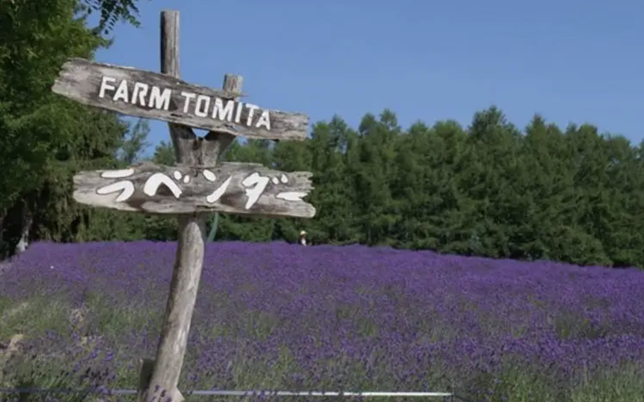 It is not an exaggeration to say that almost everyone planning to view lavenders in the Furano region will visit Farm Tomita.