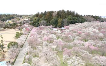 Kairakuen Garden in Mito City, Ibaraki