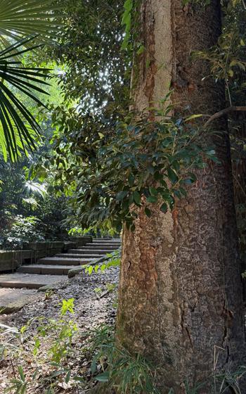 a tree in the shrine.