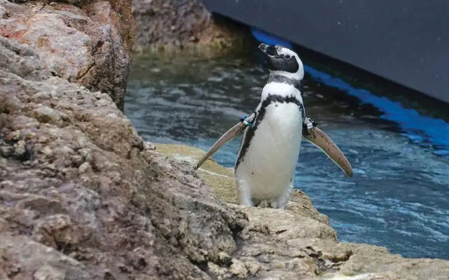A penguin on the rock.