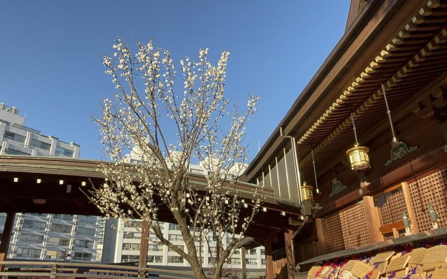 plum blossoms. a part of the shrine can be seen.