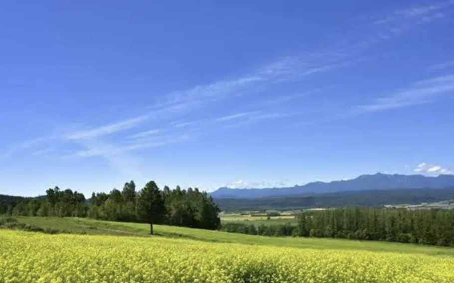 A beautiful scenery of Kigarashi field can be seen during mid-August every year