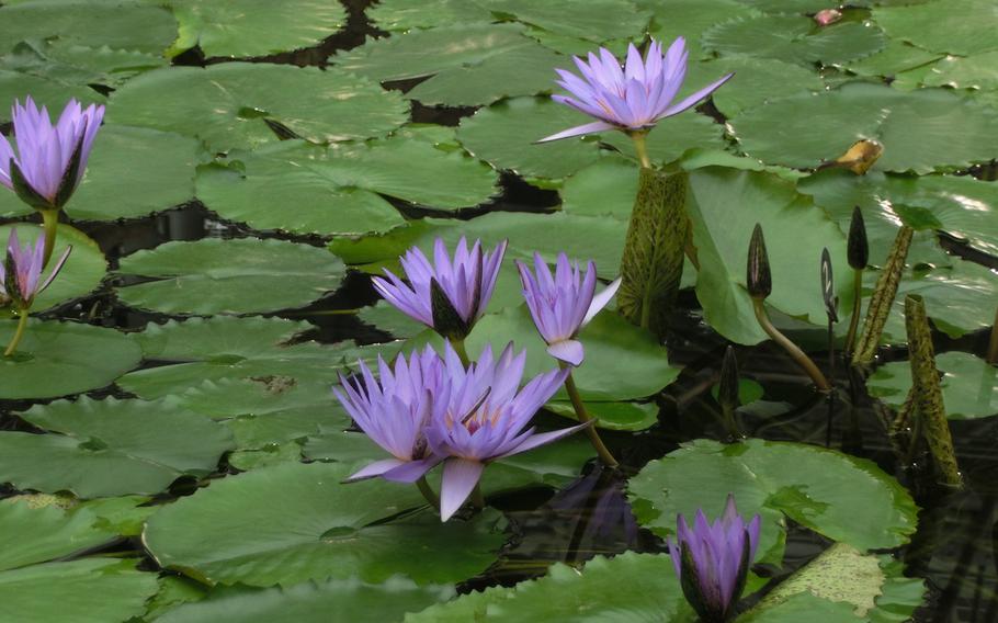 Tropical Water Lilies room