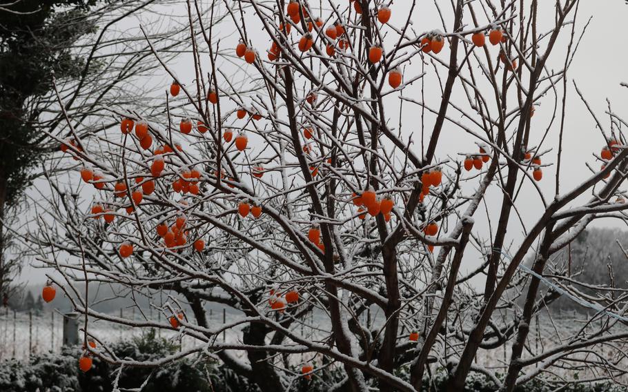 Snow is falling on a persimmon tree.