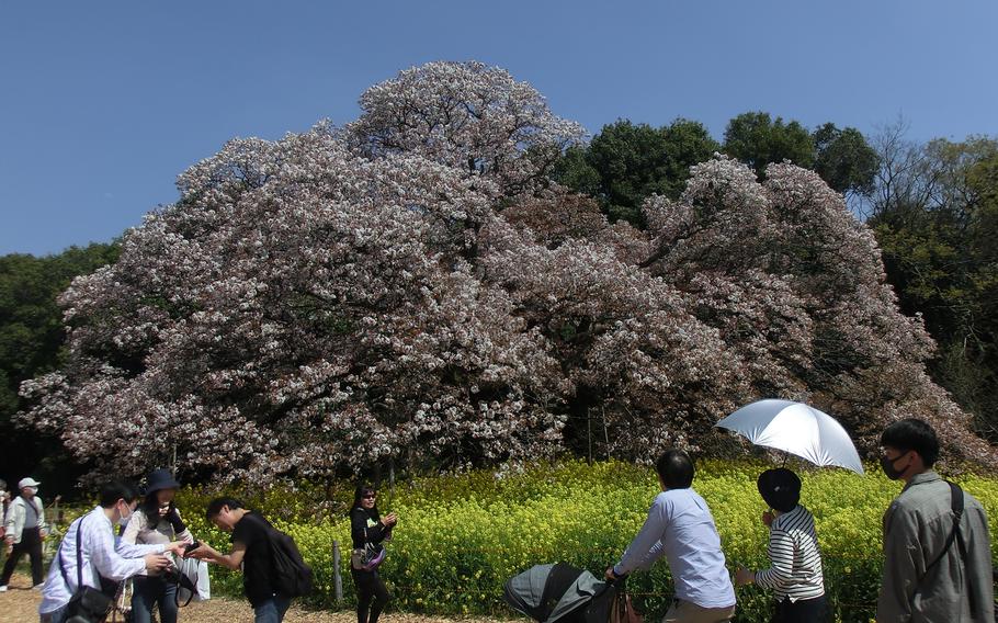 Yoshitaka no ozakura