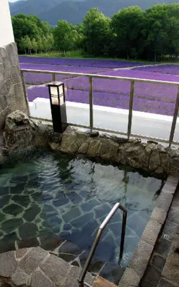 Past the fence of the hot spring is the Sea of Lavender