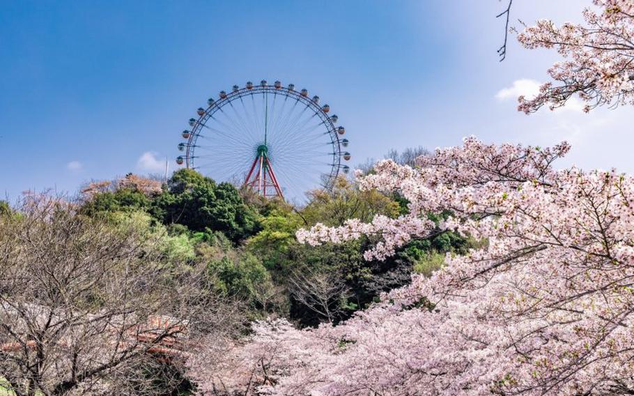 A Ferris wheel and cherry blossoms can be seen.