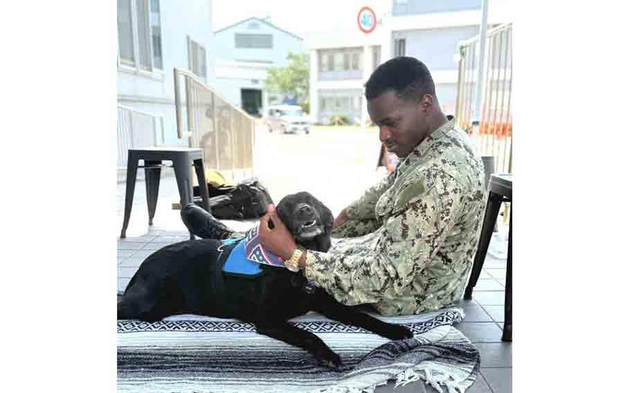 The USO Canine Program is designed to reduce stress and help mental health with the assistance of certified therapy dogs.