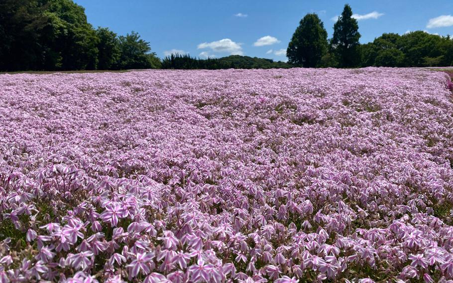 Flower Village Kamu no Sato