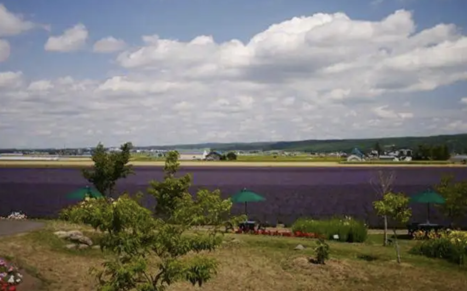 View of the lavender field form the observation deck. In front is the Fragrant Breeze Hill