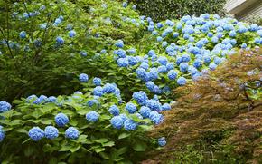 hydrangea in the garden of Seibu Prince Hotel.