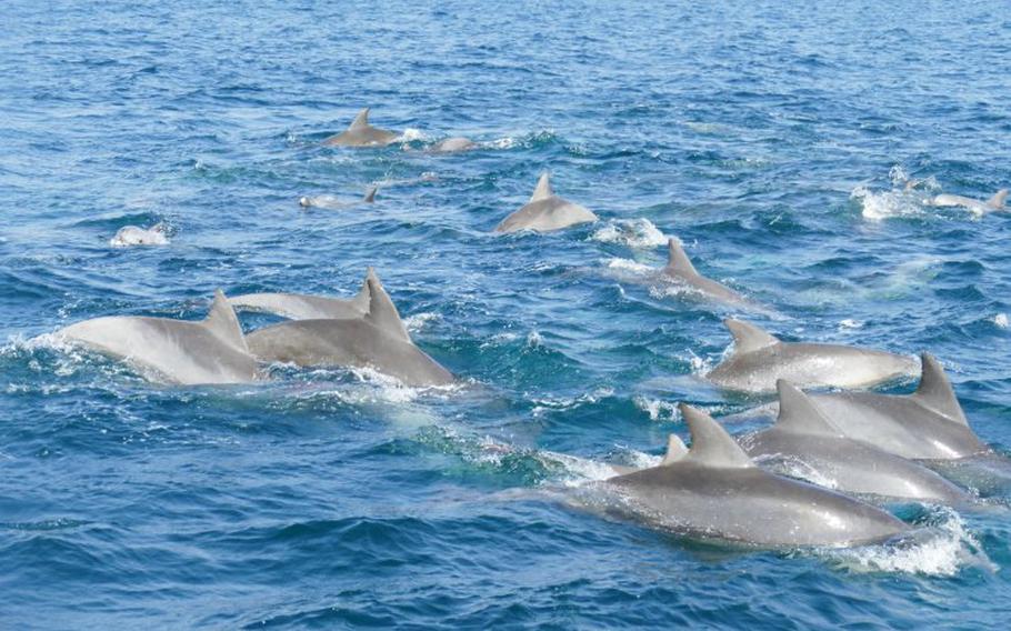 Dolphin watching Minamishimabara