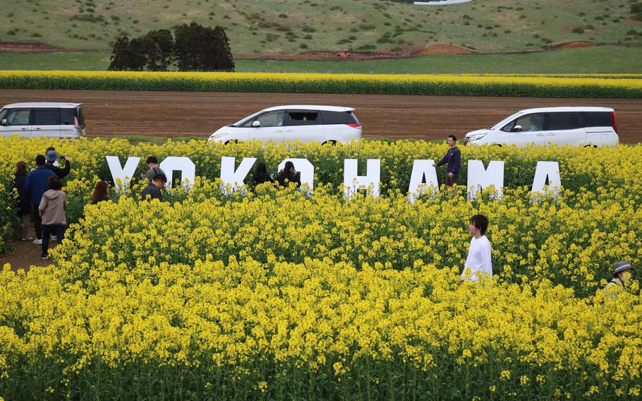 Visitors enjoying the maze laid out in the flower field.