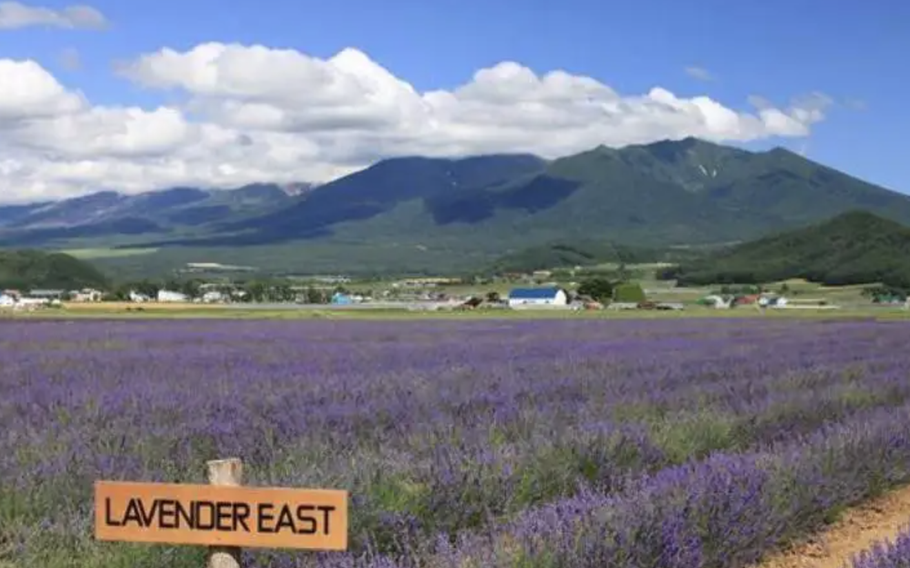 A huge lavender field the size of 3 Tokyo Domes, with about 90,000 flowers planted here