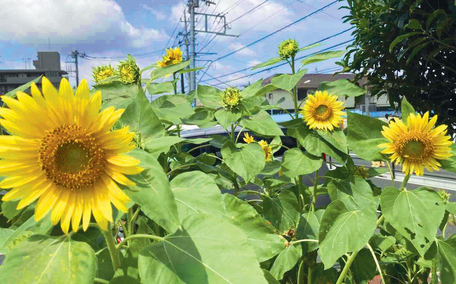 Sunflowers