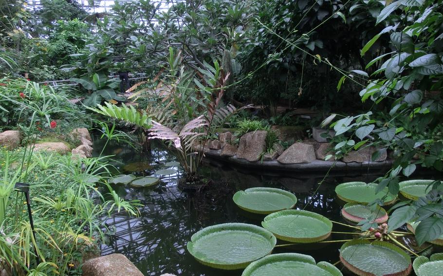 Tropical flowers and trees room