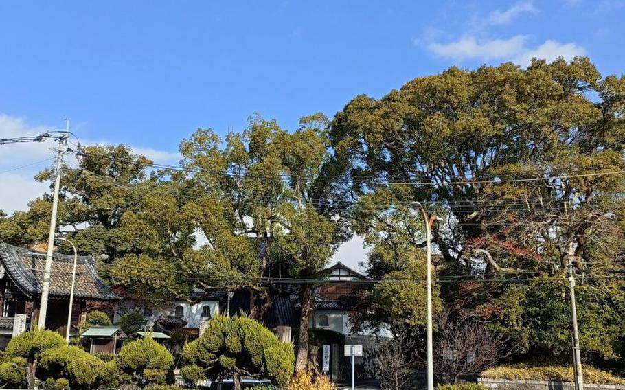 There are many tall trees in the grounds of Bairinji.