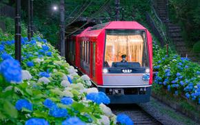 hydrangeas and a train.
