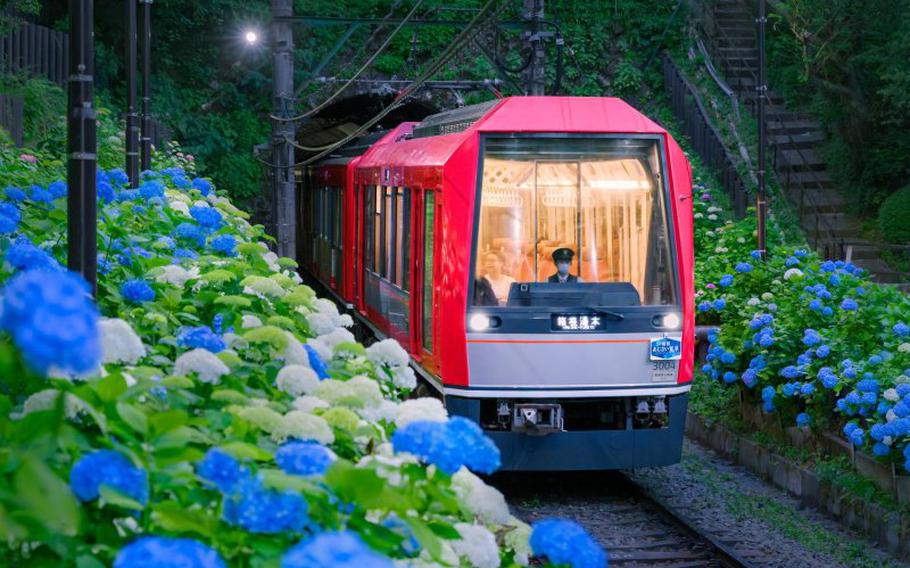 hydrangeas and a train.