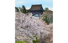 Cherry blossom at Buddhist pagoda in Nara, Japan. The annual cherry blossom festival is a cultural tradition for thousands of years in Japan.