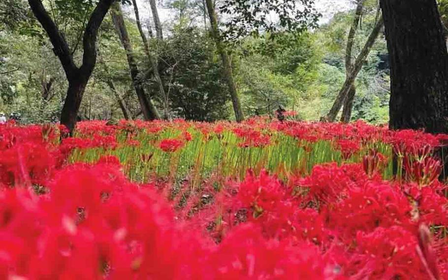 Kinchakuda Manjushage Park 