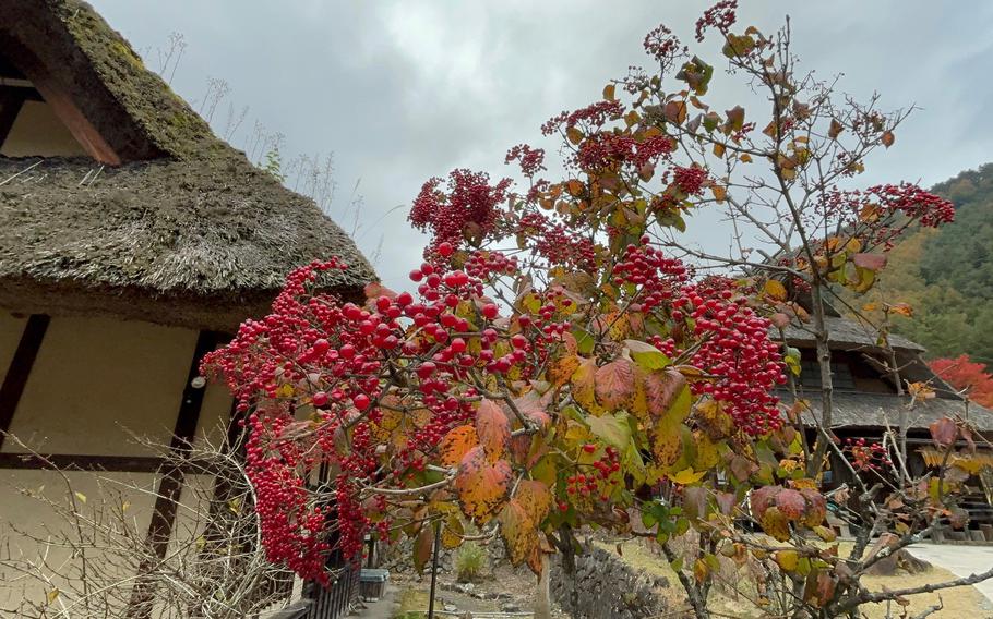 a tree with berries beside a straw house.