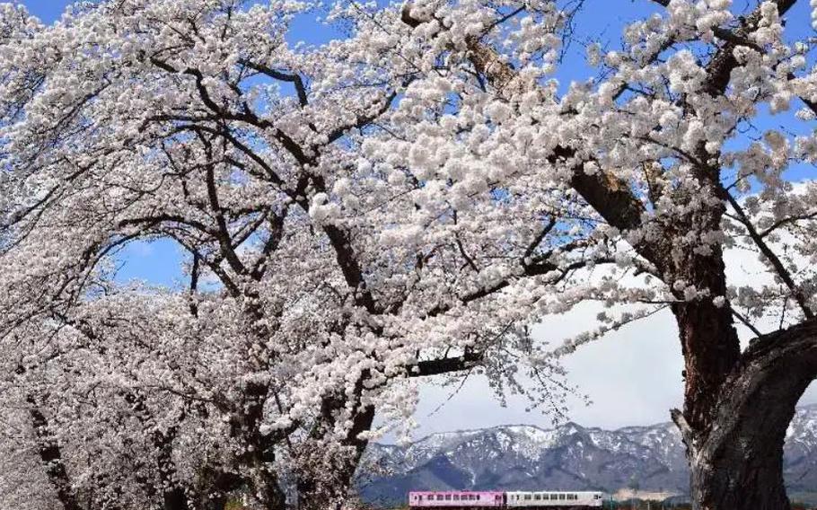 Okitama Sakura Corridor in Miyagi Prefecture