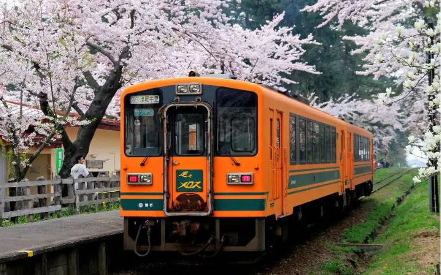 Ashino Park cherry blossoms in Aomori Prefecture