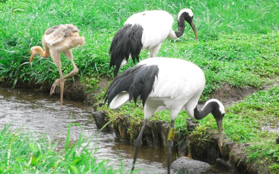 Kushiro Shitsugen National Park has some great opportunities for birdwatching.