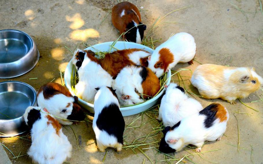 Guinea pigs gathering