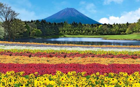 Photo Of Rainbow Flower Festival: Rows of floral beauty at the Fuji Motosuko Resort through Oct. 14